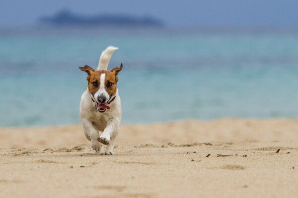 Perro corriendo en la arena húmeda