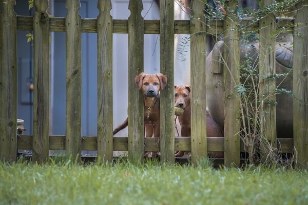 Curieux couple de chiens regardant par-dessus la clôture