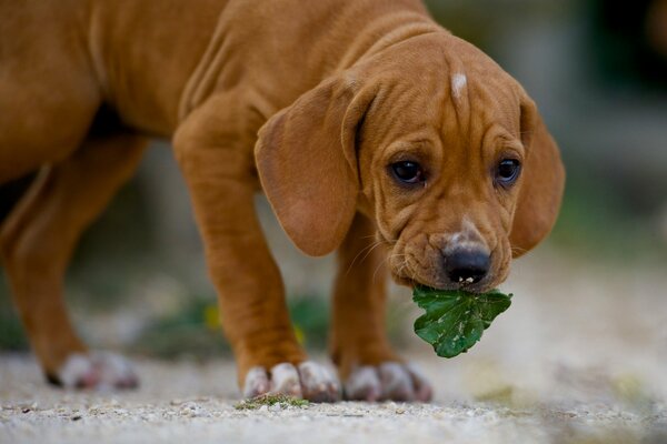 A dog with a green leaf