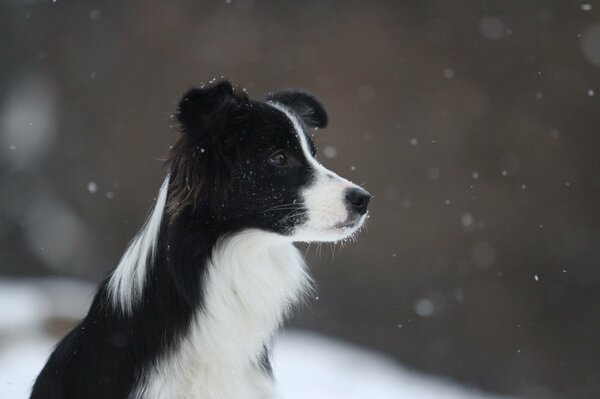 Pies czarno-biały Collie na śniegu