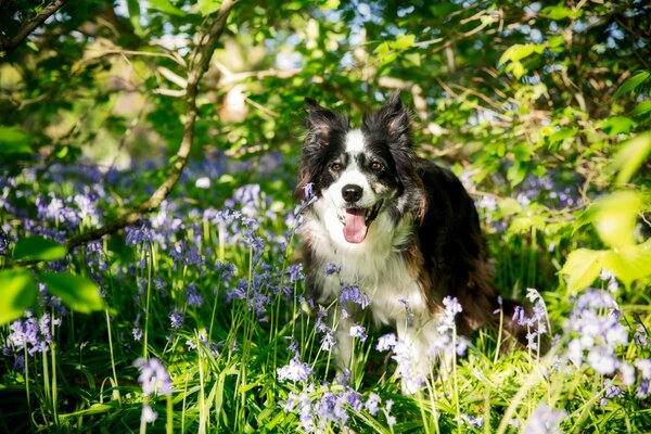 Heureux border Collie courir dans la clairière