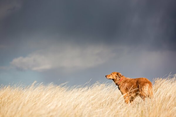 Chien pensif regarde au loin sur un champ de blé