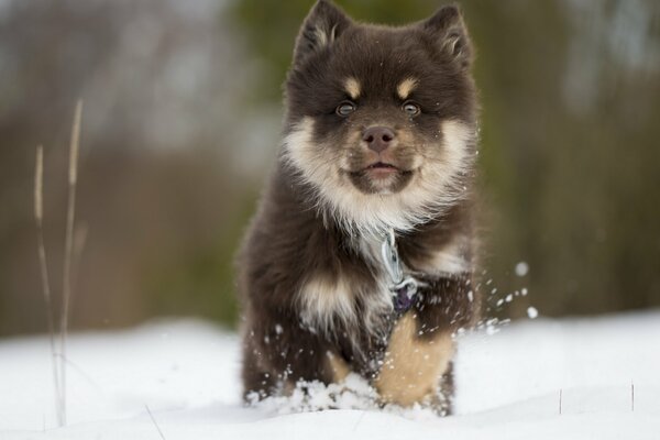 Le finlandais Lopar Laika conquiert la neige