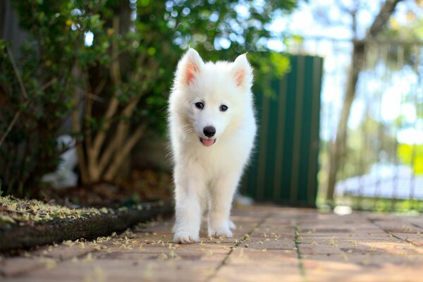 Un cachorro blanco como la nieve se acerca