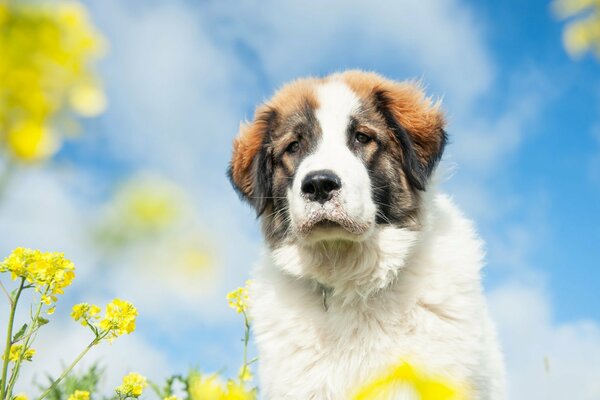 Sguardo gentile del cane che guarda in lontananza