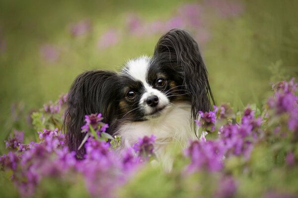 The dog is small in flowers