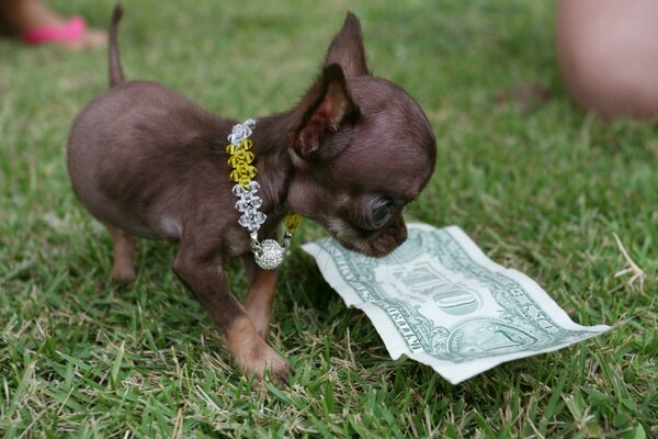 Le petit chien a trouvé un Dollar