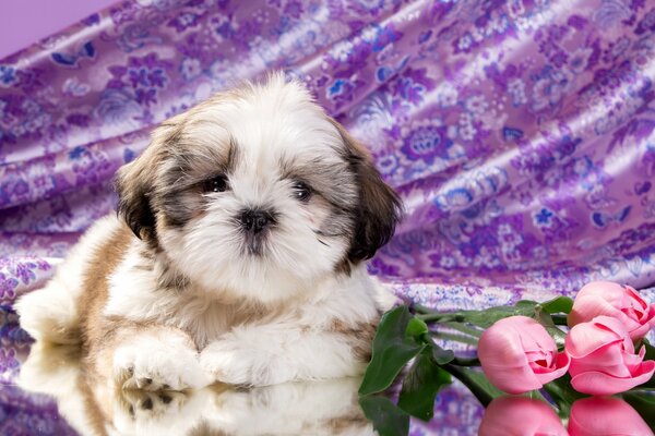 Mignon chien Shaggy avec des roses