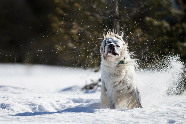 Perro blanco contra la nieve