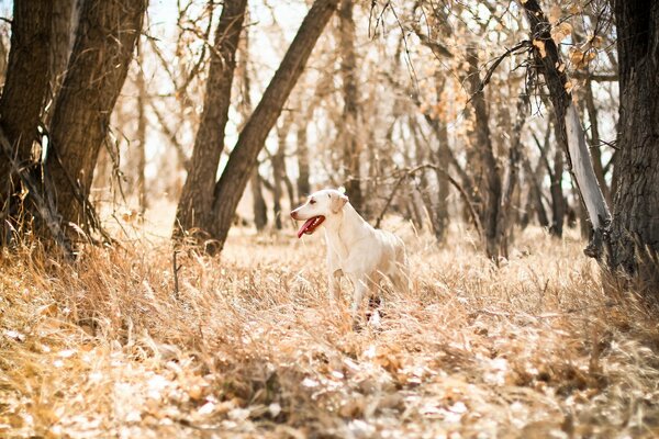 Perro alegre en medio de la naturaleza