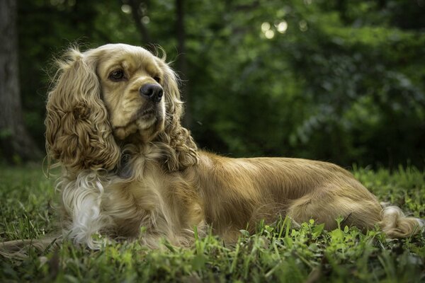 The Cocker spaniel is lying on the tram