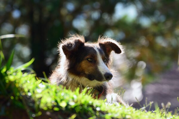 Hund mit nachdenklichem Blick