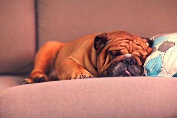 The pleasant fatigue of the French bulldog