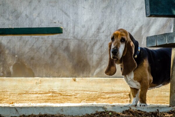 Le regard triste du chien Basset