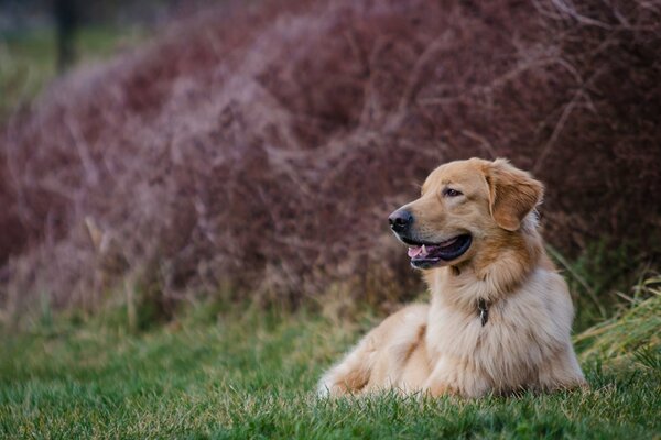 Ein Golden Retriever, der sich auf dem Rasen ausruht