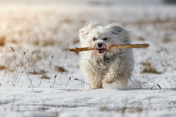 In una giornata invernale, il cane corre verso il proprietario con un bastone