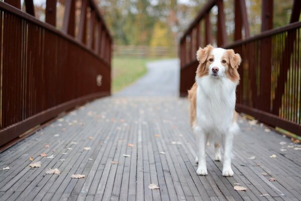 Friendly dog look