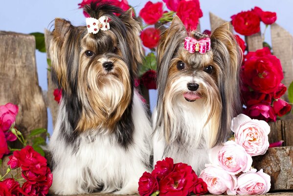 Perros con arcos entre las flores