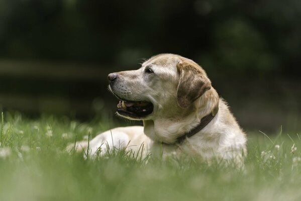 Labrador odpoczywa na trawie