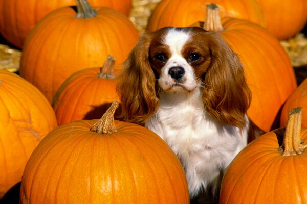 Perro de Aguas con orejas sentado entre calabazas