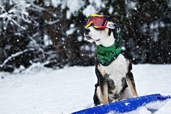 Hund mit Brille auf einem Skateboard