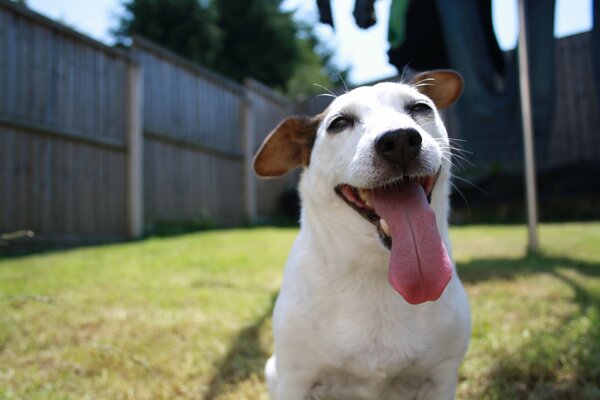 The contented muzzle of a dog with its tongue hanging out