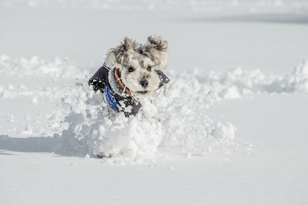 Freundlicher Blick eines Hundes im verschneiten Winter