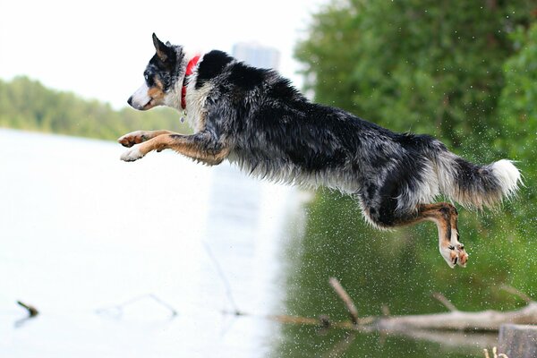 The dog s jump into the water