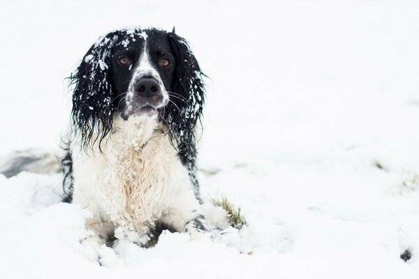 Il cane giace nella neve bianca