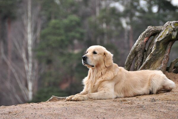 En attendant un ami. Le regard dévoué du chien