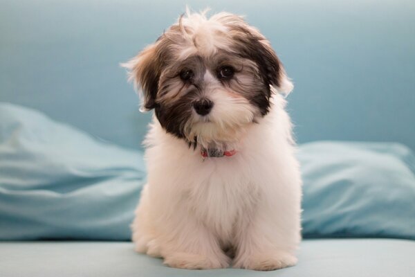 A small dog on a blue background