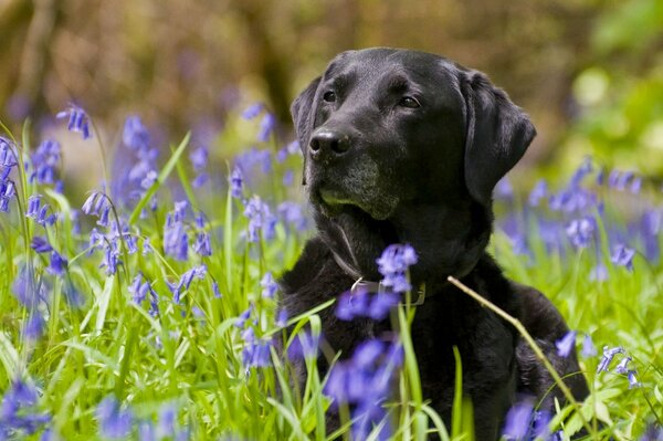 Foto des Labrador Retriever in einem Feld unter Blumen