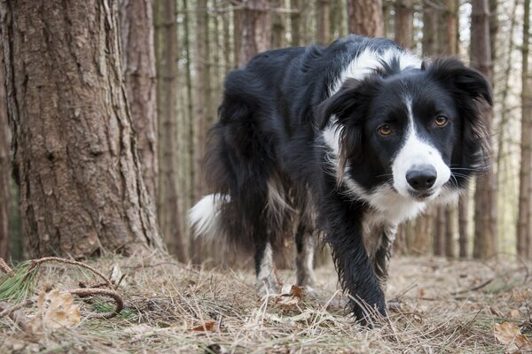 Ein schwarzer und weißer Hund, der durch einen Nadelwald geht