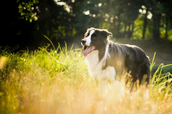 Perro Collie en la hierba con los rayos del sol