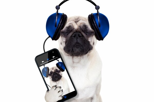 El Pug con Teléfono y auriculares escucha música