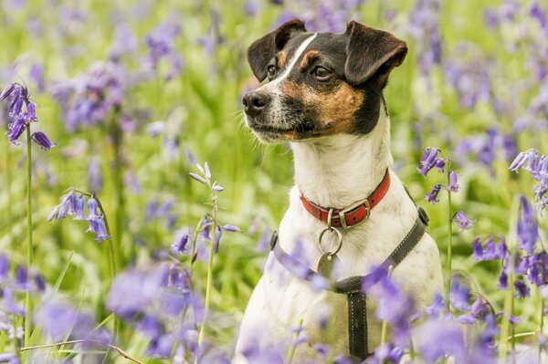 A hunting dog in a red collar in lavender