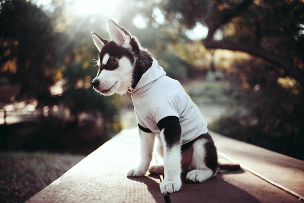 Husky puppy dressed in clothes