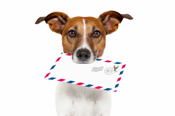 Dog with a letter in his mouth on a white background