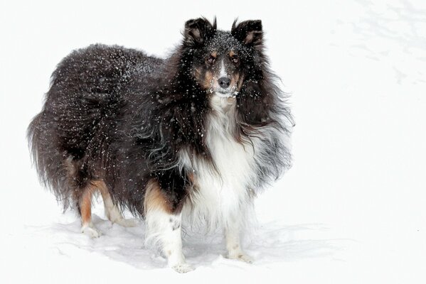 Ami chien sur le champ de neige