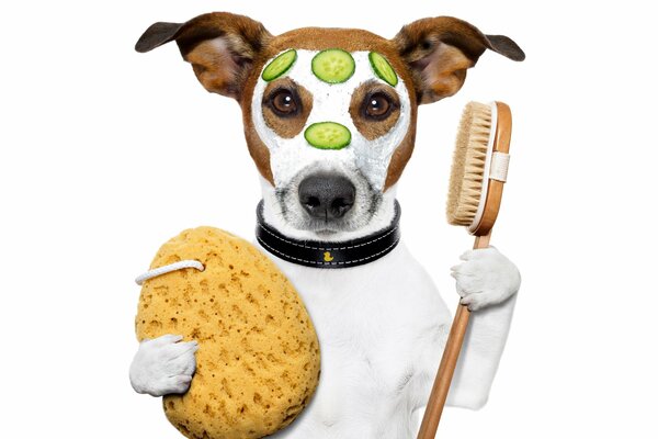 Jack Russell Terrier has a spa day