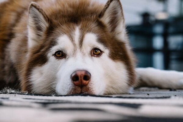 Trauriger und süßer Blick des Hundes