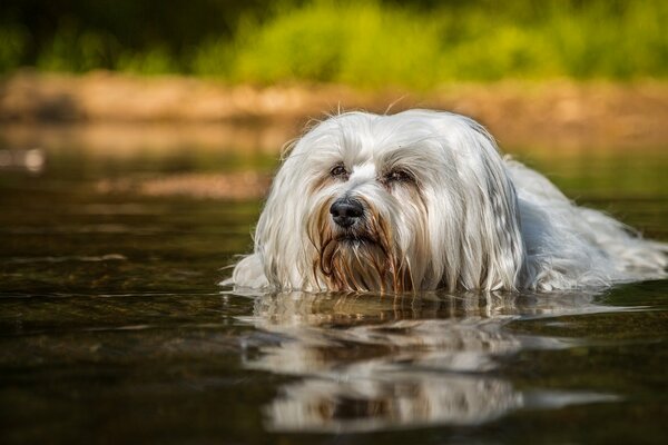 Der Havaneser Bichon schwimmt im Wasser