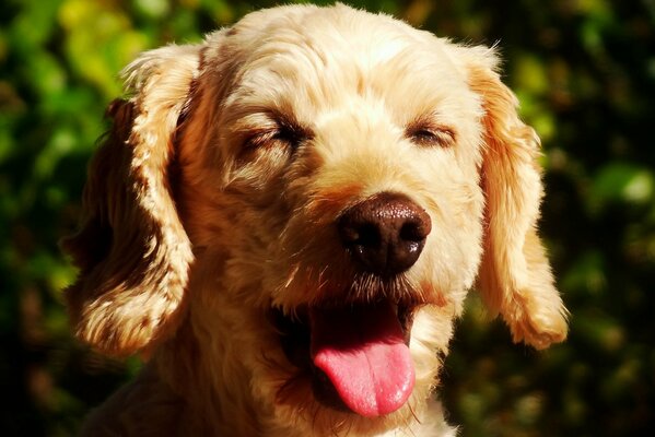 A dog with a contented muzzle and closed eyes