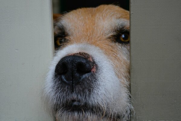 Chien Peeping montre le nez