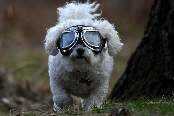 Curly-haired lapdog with pilot glasses