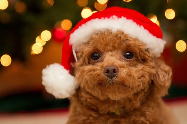 Süße Schnauze eines Pudelwelpen in einer Neujahrskappe