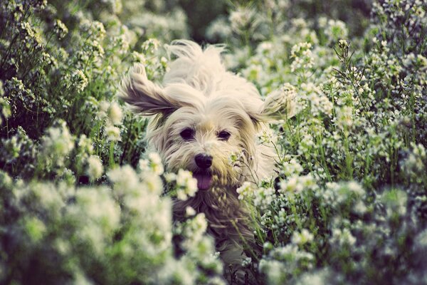 Joyeux chien court en fleurs