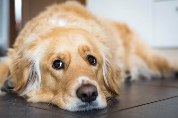 La mirada de un perro descansando en el Suelo