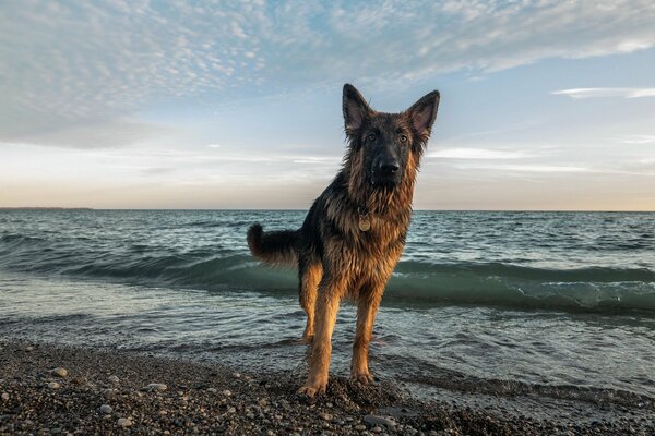 A dog on the sea, a look into the distance