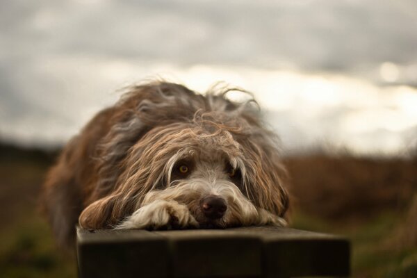 Piccolo sguardo canino meraviglia